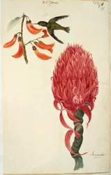 Kolibri (Trochilidae) och ananas (Ananas comosus) av Lejeune
