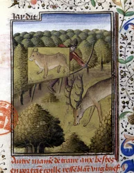 Jaga rådjur med ett lockbete - i "" Jaktbok av Gaston Phoebus, greve av Foix, Lord of Béarn""