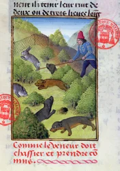 Jaga kaniner med hundar och nät, från Livre de la Chasse av Gaston Phebus, tidigt 1400-tal