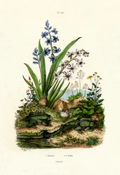 Hyacintblomma, 1833-39