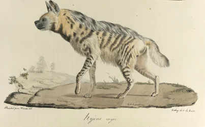 Hyena, en randig hyena, från Natural History of Mammals (färg litho)