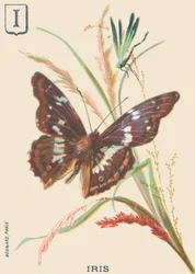I: Iris (Apatura iris eller Great Mars förändras)