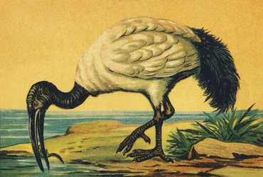 Jag som Ibis