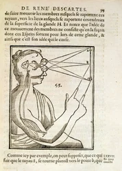 Illustration från De Homine Figuris av Rene Descartes (1596-1650) publicerad i Haag, 1662