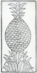 Illustration från "Of the Natural History of the Indies", av Gonzalo Fernandez de Oviedo (1478–1557)