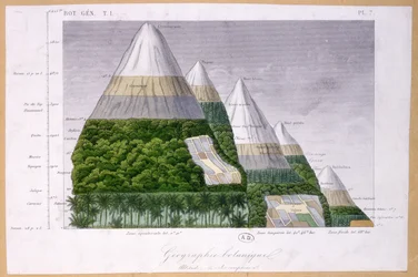 Illustration av olika typer av vegetation på olika höjder