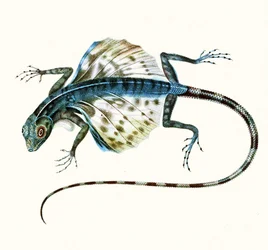 Illustration av den glidande ödlan - Draco Volans 1831 (färggravyr)