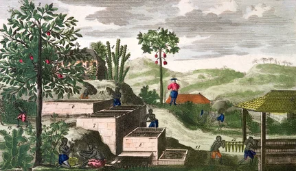 Indigoväxt, illustration från "Histoire Generale des Antilles Habitees par les Francois Vol 2" av Jean Baptiste Du Tertre (1610-1687) utgiven 1667 (kolorerad gravyr) (se även 177261)