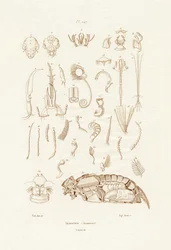 Insekter, 1833-39