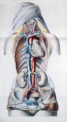 En kvinnas inre organ, tallrik från Anatomical, Physiological and Patological Research on the Venous System av Gilbert Breschet (1784-1845) graverad av Engelmann, Paris, 1829