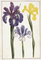 Iris, 1700-tal