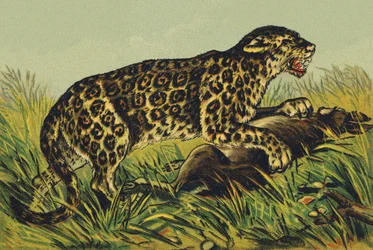 J som Jaguar