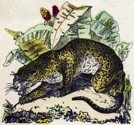 Jaguar. Gravyr i "" Alphabet des animaux sauvages"". 9:e serien. Bildspråk av Epinal, Pellerin, tryckare-förlag, ca 1870. Gravyrer på trä, stencilerade. 16 sidor. Mått: 20 x 15 cm. Privat samling