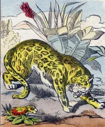 Jaguar. Gravyr i "Buffon Alphabet des Animaux". 3:e serien N 1. Avbildning av Epinal, Epinal, sent 1800-tal. 16 sidor. Mått: 28x21cm