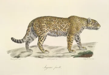 Jaguar, hona, från Natural History of Mammals (färg litho)
