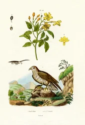 Jasmine, 1833-39