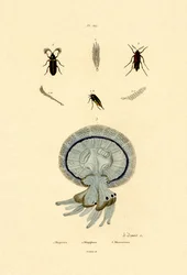 Maneter, 1833-39