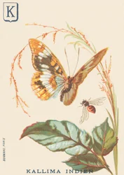 K: Indiska Kallima (Cethosia biblis)