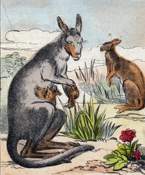 Känguru. Gravyr i "Buffon Alphabet des Animaux". 3:e serien N 1. Avbildning av Epinal, Epinal, sent 1800-tal. 16 sidor. Mått: 28x21cm