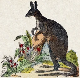 Känguru. Gravyr i "" Alphabet des animaux sauvages"". 9:e serien. Bildspråk av Epinal, Pellerin, tryckare-förlag, cirka 1870. Gravyrer på trä, stencilerade. 16 sidor. Mått: 20 x 15 cm. Privat samling
