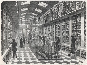 Paris School of Medicine - The Comparative Anatomy Gallery - Gravyr i "" Tableau-de-Paris"" av Edmond Texier 1852.