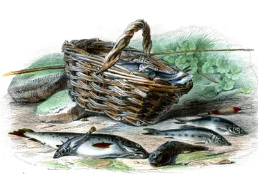 Öringen (Salmo Trutta), Chabots cote (Collus Chabraea), spenaten (Gasterosteus aculeatus), stören (Gobio Gobio), den dugliga (Alburnus Alburnus) - Tallrik från Natural History av Bernard Germain de Lacepede (1856-1925) , P. Furme upplaga, Paris