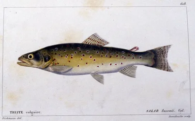 Den vanliga öringen enligt "Natural history of fish"" av Cuvier, Valenciennes, Paris