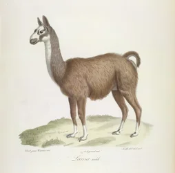 Male Lama, från Natural History of Mammals (färg litho)
