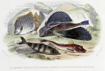 Chatodon argus, tyloptera pirapede, centronote pilot, trigle lyra - i "Histoire Naturelle" av Lacépède, red. Veurne, Paris