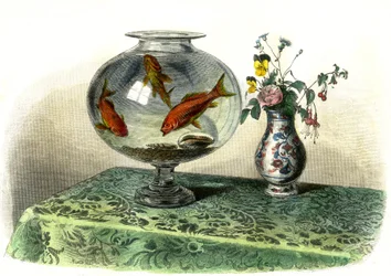 Den gyllene cyprinen (Cyprinus Auratus) - Tallrik extraherad från Histoire Naturelle av Bernard Germain de Lacepede (1856-1925), upplaga P.Furme, Paris