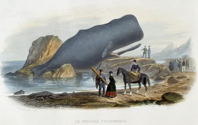 Den cylindriska physale (val strandad) - i "" Le monde de la mer"" av Alfred Fredol, Hachette, Paris