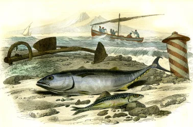Le thon (Scomber Thynnus), le mackereau (Scomber Scombrus) - Tallrik extraherad från Histoire Naturelle av Bernard Germain de Lacepede (1856-1925), upplaga P.Furme, Paris