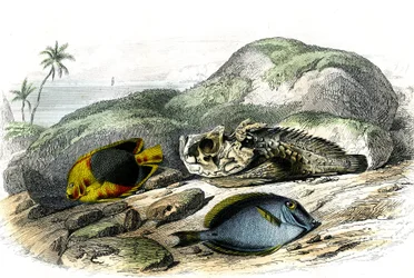 Tricoloren (Holocanthus tricolor), det hemska och suget (Acanthurus Surgery) - Tallrik extraherad från Histoire Naturelle av Bernard Germain de Lacepede (1856-1925), upplaga P.Furme, Paris