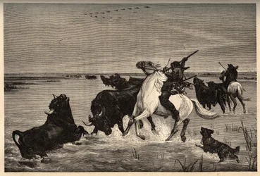 Camargues oxar (nötkreatur) efter målningen av vayson- gravyr i "" PATRIE" - gravering i "" PATILE"" - BESKRIVNING PINTUREQUIRESSE DE LA FRANCE I 6 VOLURES AV LUCIEN HUARD - slutet av 1800-talet