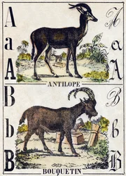 Bokstaven A antilop; B stenbock. Gravyr i "" Alphabet des animaux sauvages"". 9:e serien. Bildspråk av Epinal, Pellerin, tryckare-förlag, cirka 1870. Gravyrer på trä, stencilerade. 16 sidor. Mått: 20 x 15 cm. Privat samling