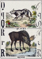 Bokstaven Q Quachy (sydamerikansk lejonhund); R Renar. Gravyr i "" Alphabet des animaux sauvages"". 9:e serien. Bildspråk av Epinal, Pellerin, tryckare-förlag, cirka 1870. Gravyrer på trä, stencilerade. 16 sidor. Mått: 20 x 15 cm. Privat samling