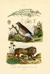 Linnet, 1833-39