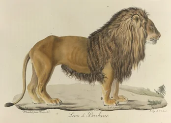 Berberlejon. Ett berberlejon ur ”Histoire Naturelle des Mammifères”