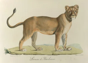 Barbary lejon. En barbarisk lejoninna, från "Natural History of Mammals" (färg litho)