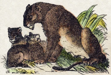 Lejoninna. Gravyr i "" Alphabet des animaux sauvages"". 9:e serien. Bildspråk av Epinal, Pellerin, tryckare-förlag, ca 1870. Gravyrer på trä, stencilerade. 16 sidor. Mått: 20 x 15 cm. Privat samling