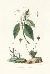 Levermos, 1833-39