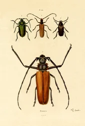 Långhorniga skalbaggar, 1833-39