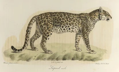Leopard, hane. En leopardhane, från 