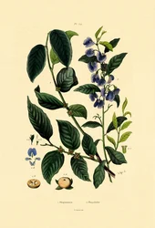 Lotus plommon, 1833-39