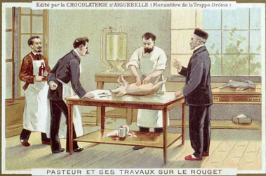 Louis Pasteur (1822-95) arbetar med utredningen av mässling, reklamkort för Chocolaterie dAiguebelle