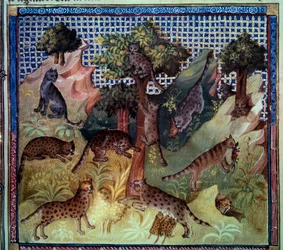 Lodjur vilda katter i bergen. Miniatyr från "The book of hunting" av Gaston III Phoebus, greve av Foix, Lord of Bearn (1331-1391)
