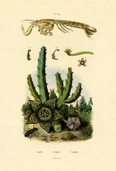 Mantisräka, 1833-39