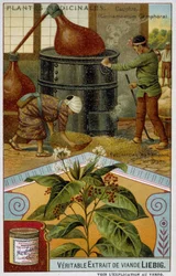 Medicinalväxter: kamfer; beredning av kamfer i Japan - Chromo Liébig, v.1900