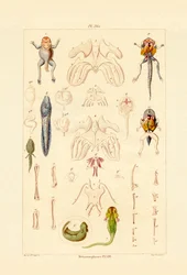 Metamorfos
