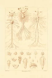 Metamorfos, 1833-39